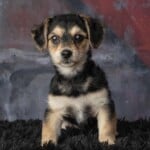 Watson