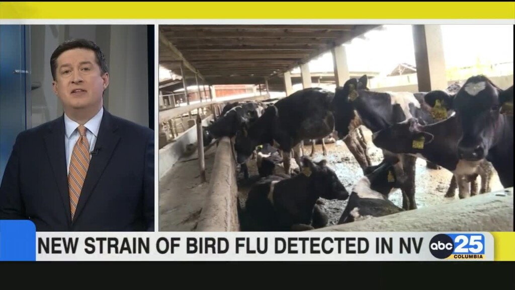 New Strain Of Bird Flu Detected In Nevada Dairy Cattle