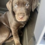 Lacey