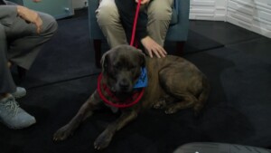 Pet Of The Week 0204