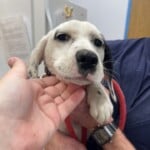 Perdita