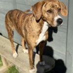 Maggie
