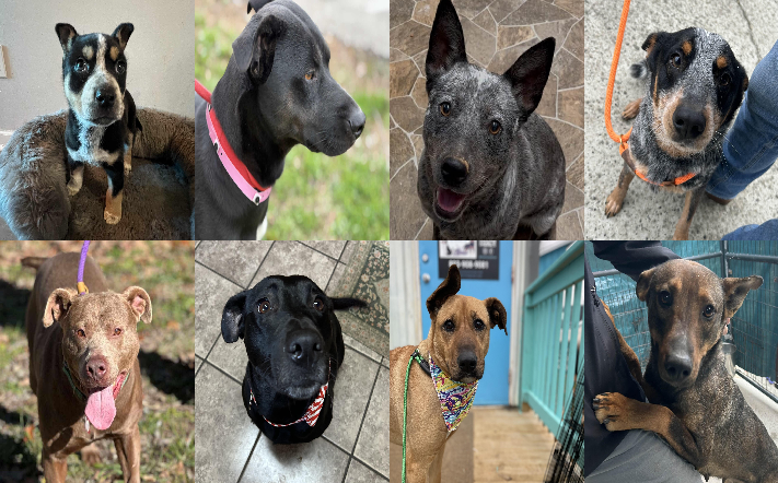 20250220pups