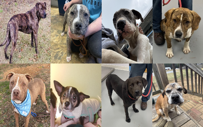 20250206pups