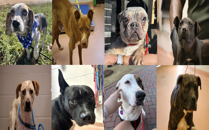 20250205pups