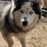 Loki