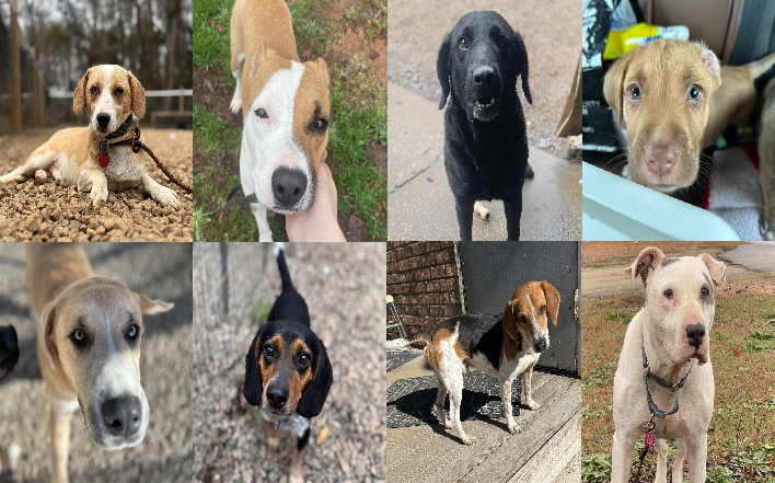 20250214pups