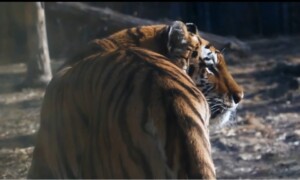 Tiger Predicts Super Bowl Winner