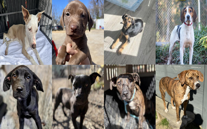 20250225pups