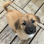 Finn
