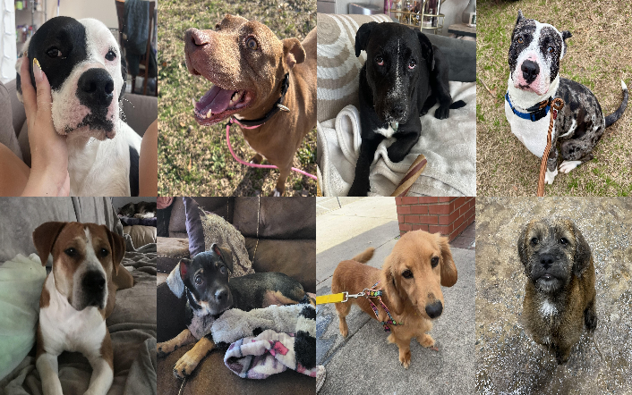 20250211pups