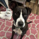 Stella