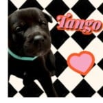 Tango