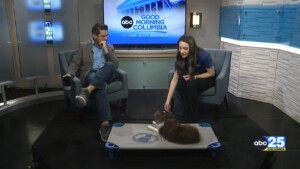 Super Bowl Dog Snack