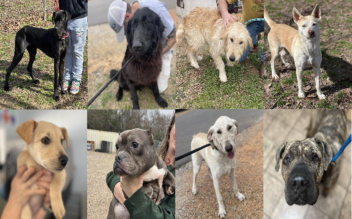 20250306pups