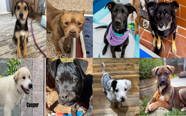 20250326pups