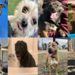 20250331pups