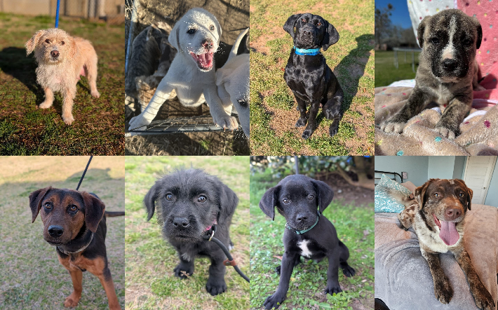 20250310pups