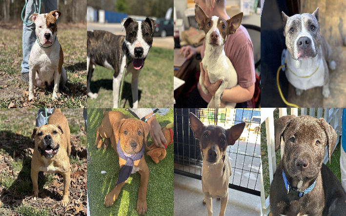 20250324pups