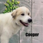 Cooper