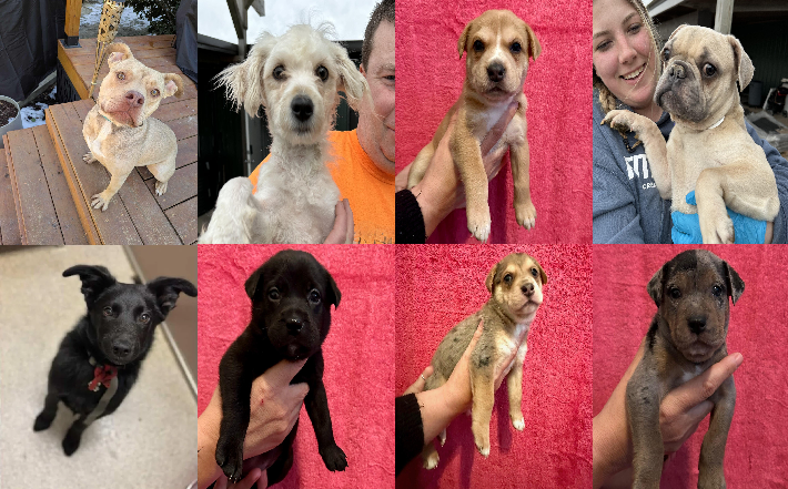 20250313pups