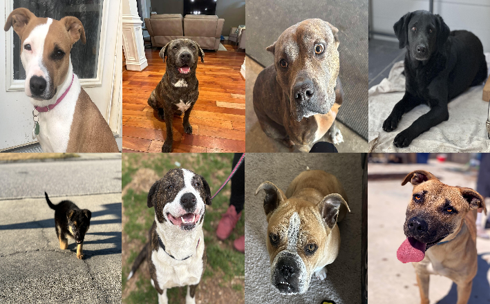 20250318pups