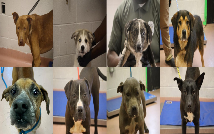 20250328pups