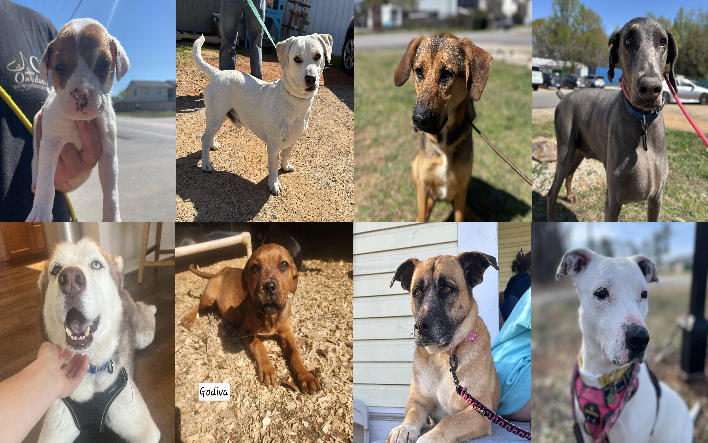 20250325pups