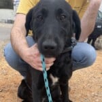 Sadie Mae