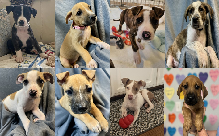 20250327pups