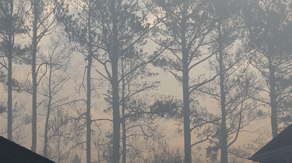 Carolina forest