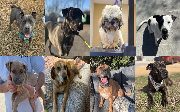 20250303pups