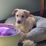 Lyla