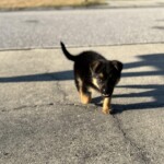 Ember