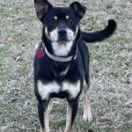 Rosco