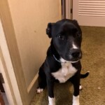 Tuxedo