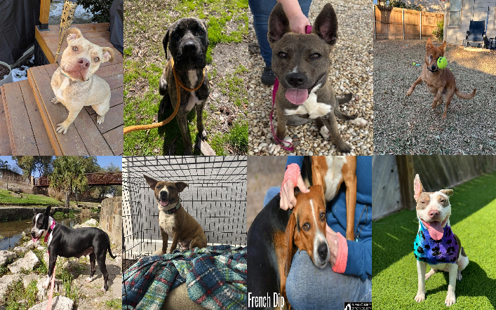 20250317pups