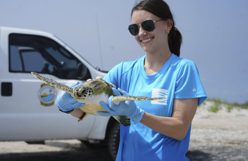 Sea Turtle Being Released _ South Carolina Aquarium