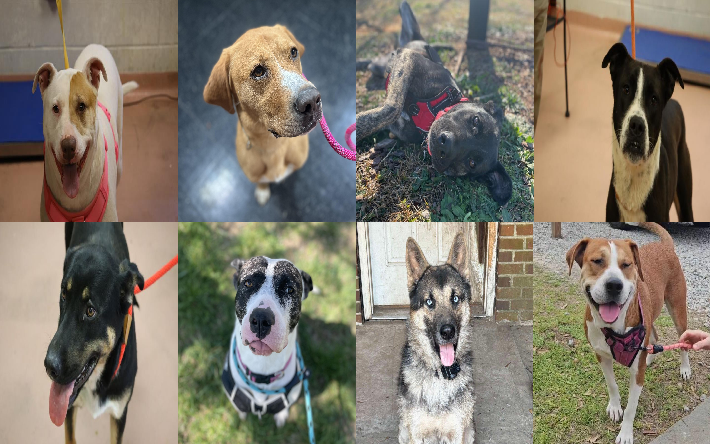 20250411pups