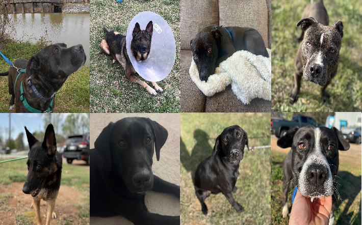 20250401pups
