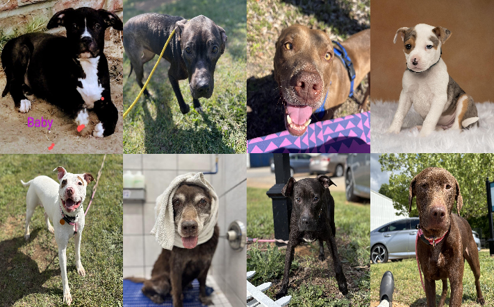 20250415pups