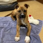 Echo