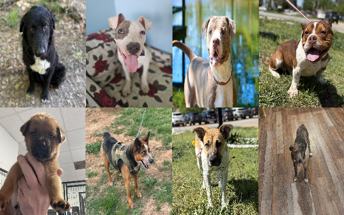 20250409pups