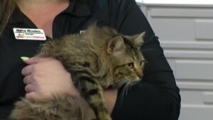 Pet Of The Week Ravi