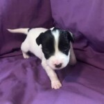 Darlene