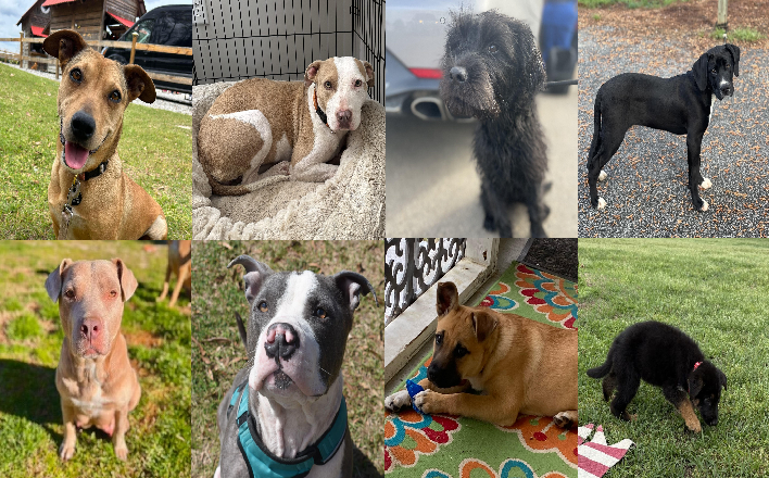 20250404pups