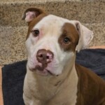 Embark
