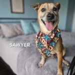 Sawyer