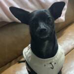 Dubh