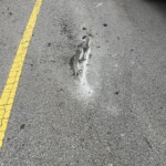 Irmo Overturned Trailer 3